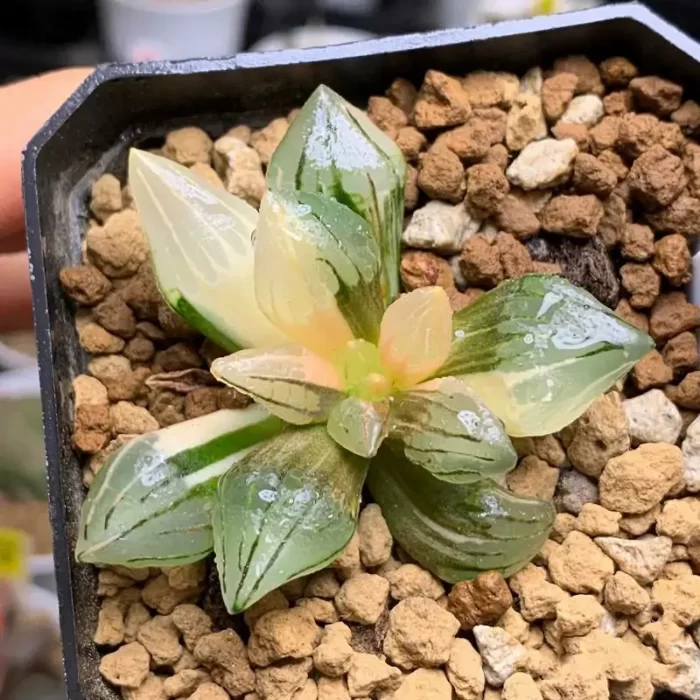 e201-157.webp Haworthia Watermelon variegated - Image 1