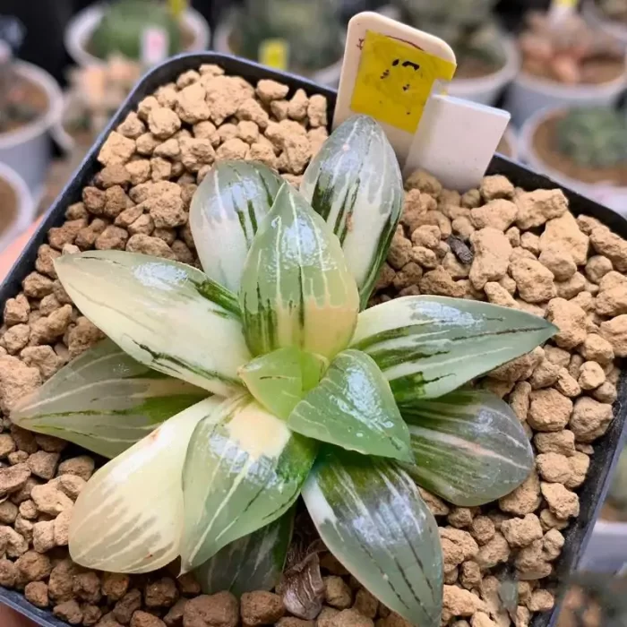 e201-160.webp Haworthia Magnifica Variegated - Image 1