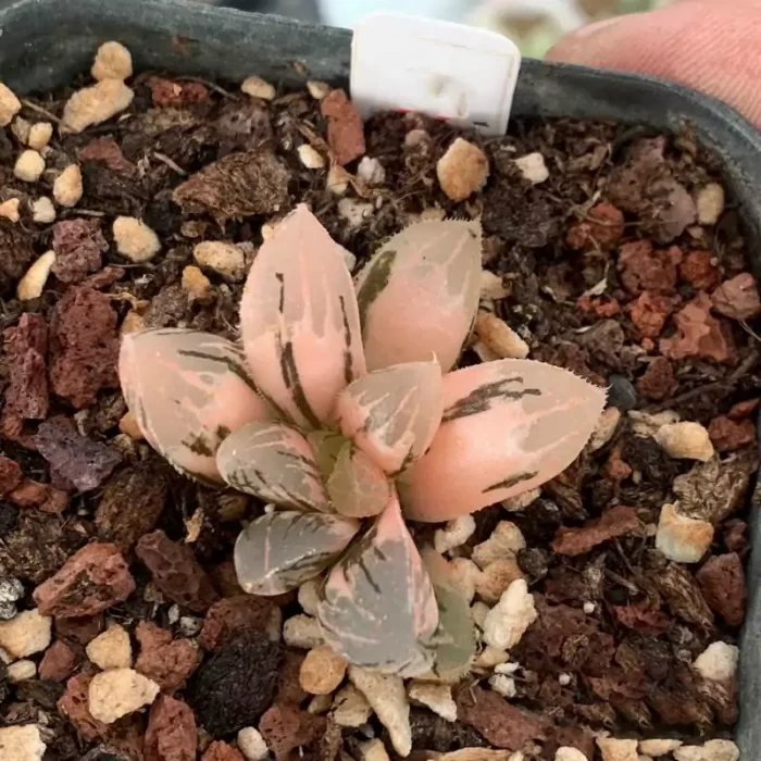 e201-161.webp Haworthia Slushy candy Variegated - Image 1