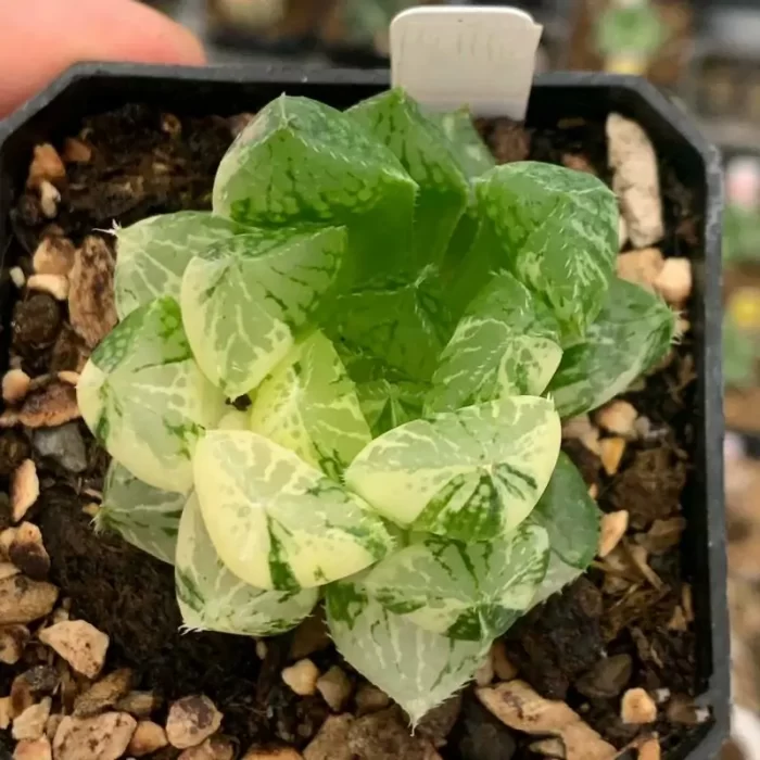 e201-162.webp Haworthia 'Lotus Lantern' Variegated - Image 1