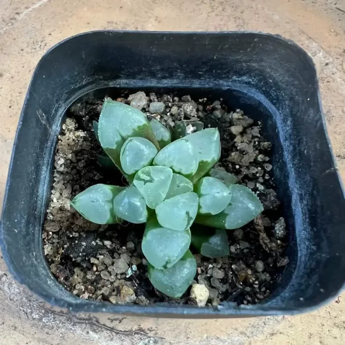 Haworthia Christmas candles - Image 1
