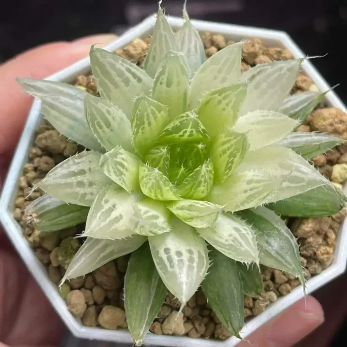e201-166.webp Haworthia ‘QuShui’ Variegated - Image 1