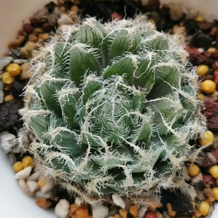 e201-167.webp Haworthia Tetryrensis Sandpoort Variegated - Image 1