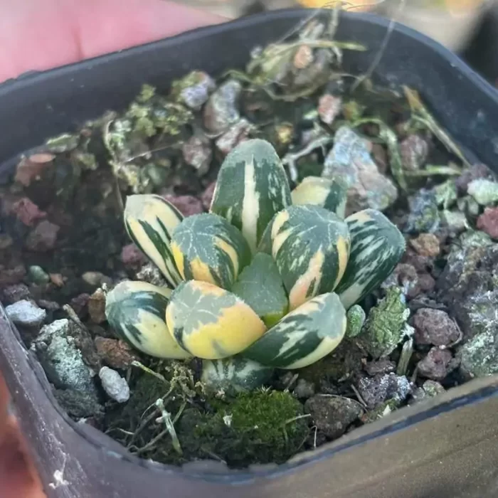 e201-168.webp Haworthia Yuwan Variegated - Image 1