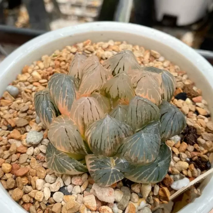 e201-169.webp Haworthia OM Cooperi var. pilifera Variegated - Image 1