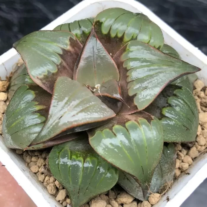 e201-17.webp Haworthia Badia - Image 1