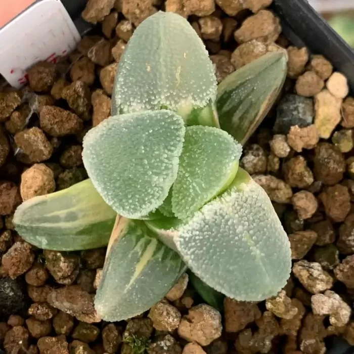 e201-170.webp Haworthia Ice Diamond Variegated - Image 1