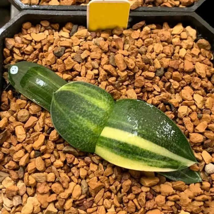 e201-171.webp Haworthia Woniu Variegated - Image 1