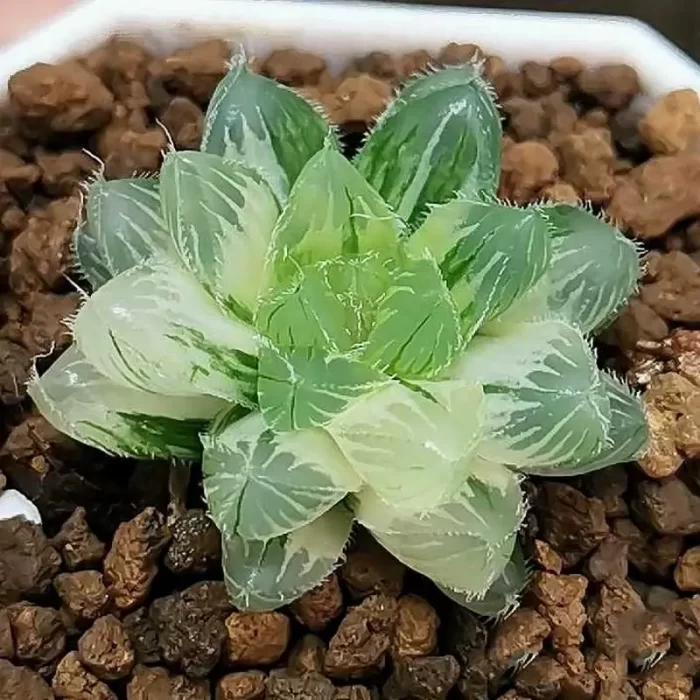 e201-172.webp Haworthia Ice Soul Cooperi Var. Pilifera - Image 1
