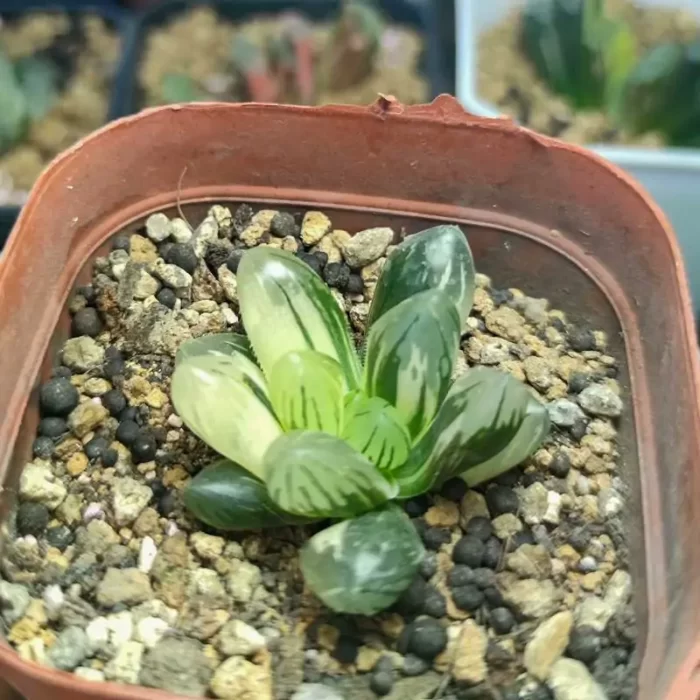 e201-173.webp Haworthia Laochuan cooperi var. pilifera Variegated - Image 1