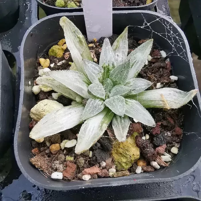 e201-174.webp Haworthia Su Pygmaea Varigated - Image 1