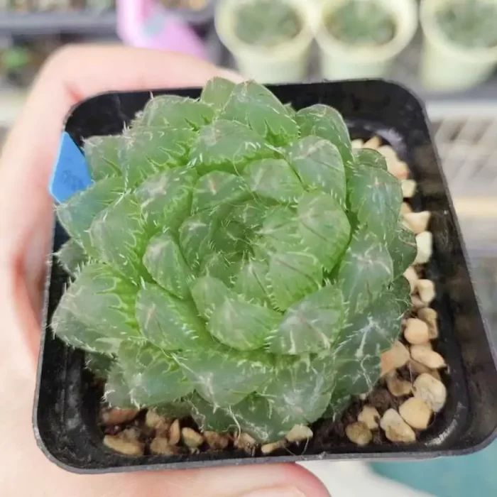 e201-175.webp Haworthia Cuiyun Variegated - Image 1