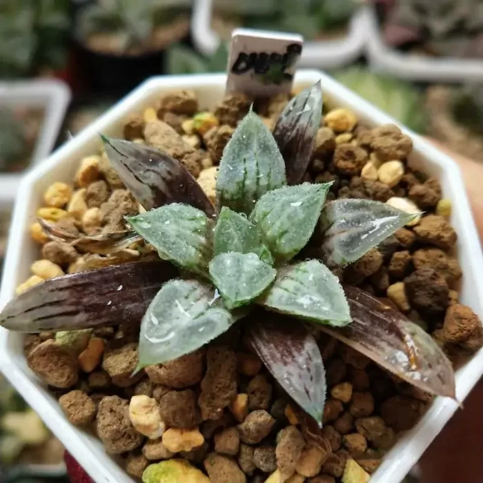 e201-176.webp Haworthia Love life magnifica Variegated - Image 1