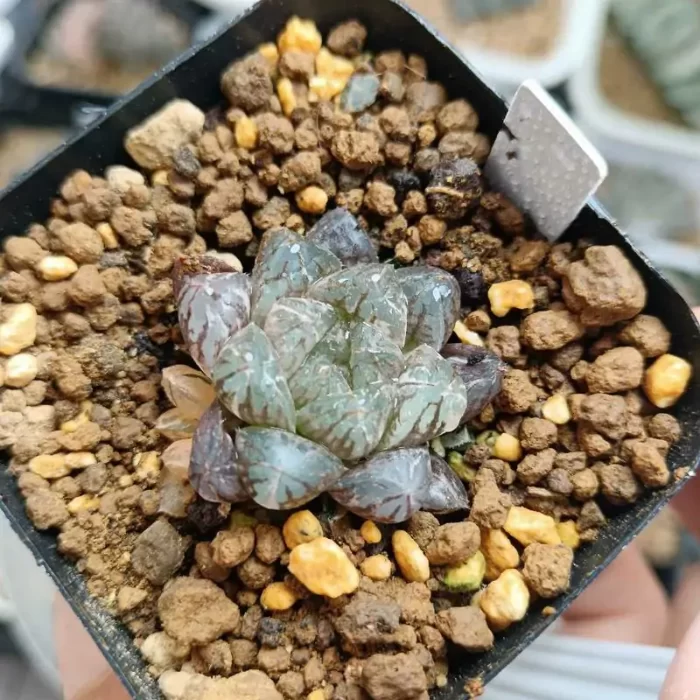 e201-177.webp Haworthia Plastic leather Variegated - Image 1