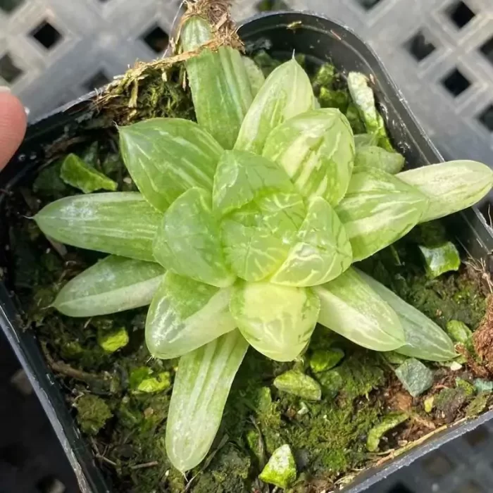 e201-178.webp Haworthia Red House Variegated - Image 1