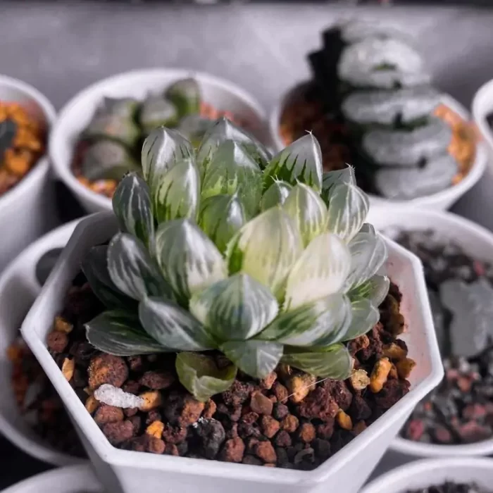 e201-179.webp Haworthia viscosa variegated - Image 1