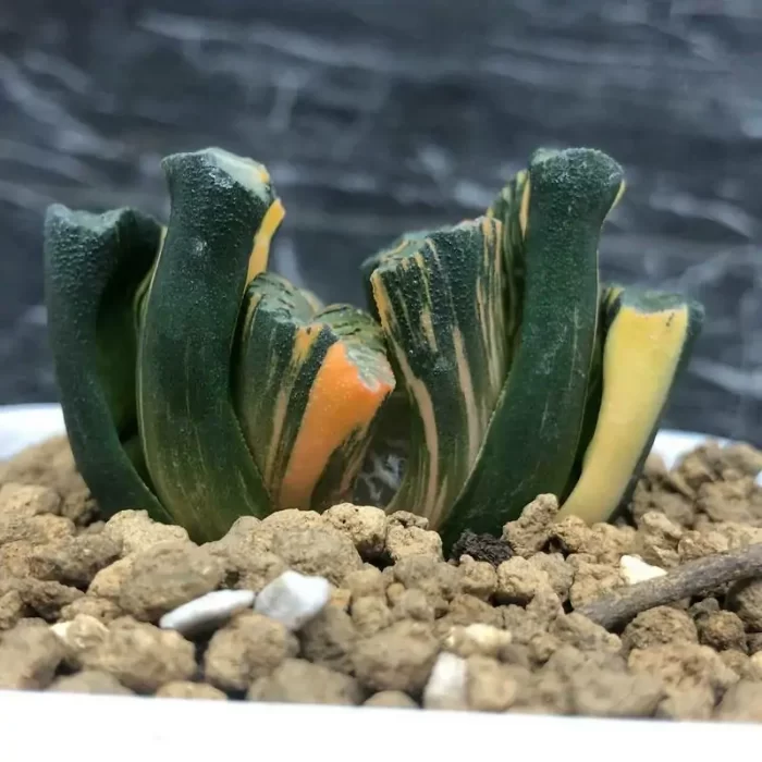 e201-180.webp Haworthia truncata 'Hakusai' f. variegata - Image 1
