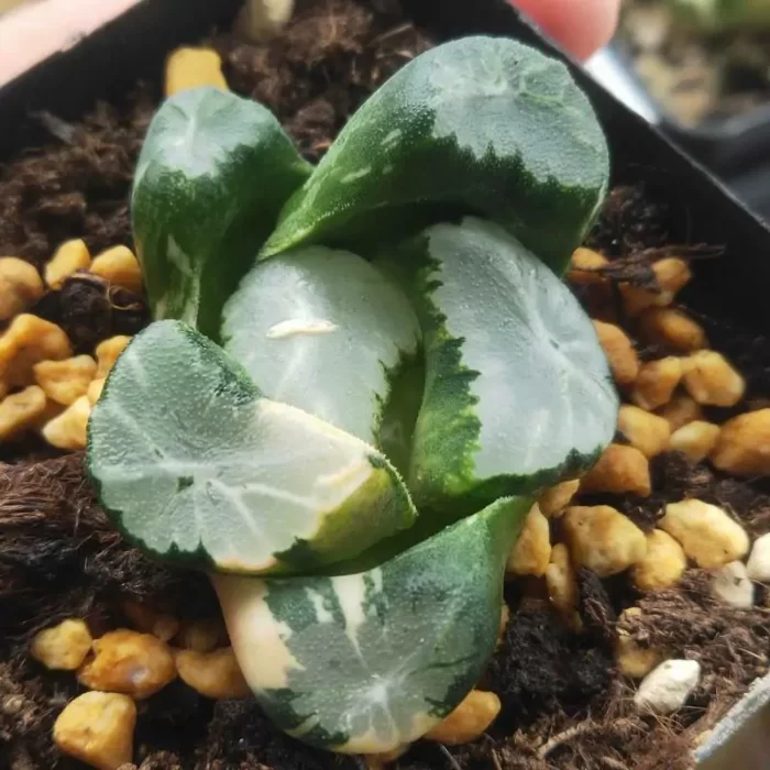 e201-181.webp Haworthia Overlord Maughanii Variegated - Image 1