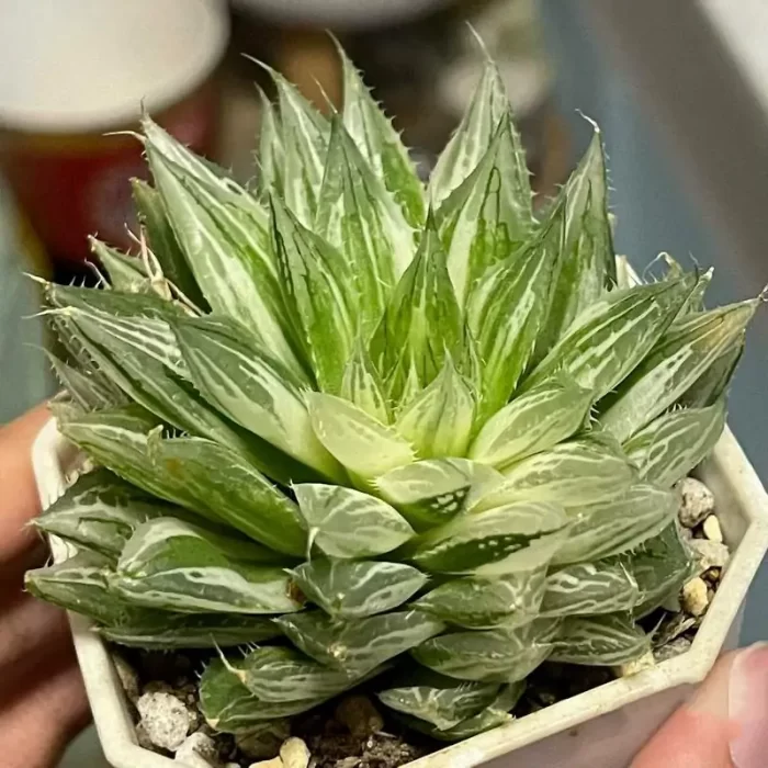 e201-183.webp Haworthia Qvshui Variegated - Image 1