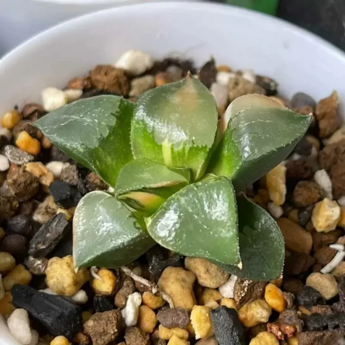 e201-185.webp Haworthia Longxi Magnifica Variegated - Image 1