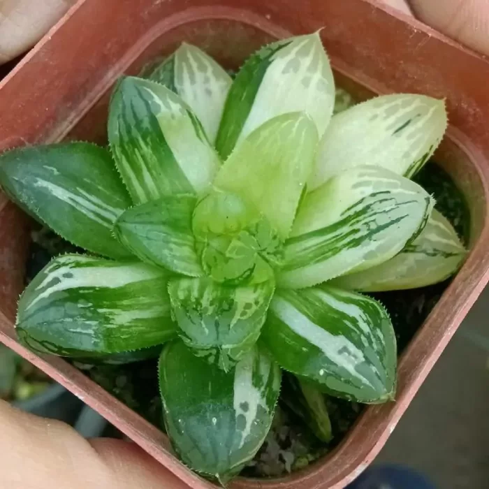 e201-186.webp Haworthia Red Fuji Variegated - Image 1
