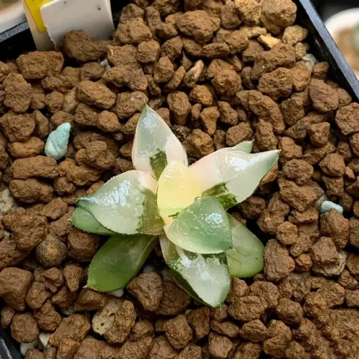 e201-187.webp Haworthia Muyeke Variegated - Image 1