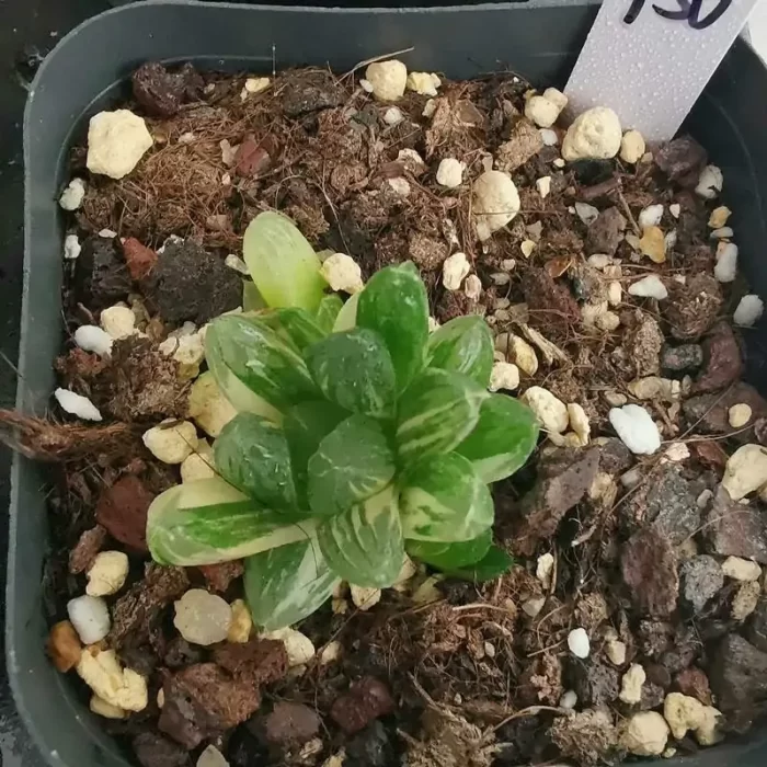 e201-188.webp Haworthia Cooperi Variegated #7 - Image 1