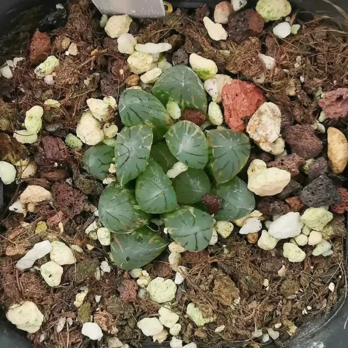 Haworthia Cooperi Variegated #6 - Image 1