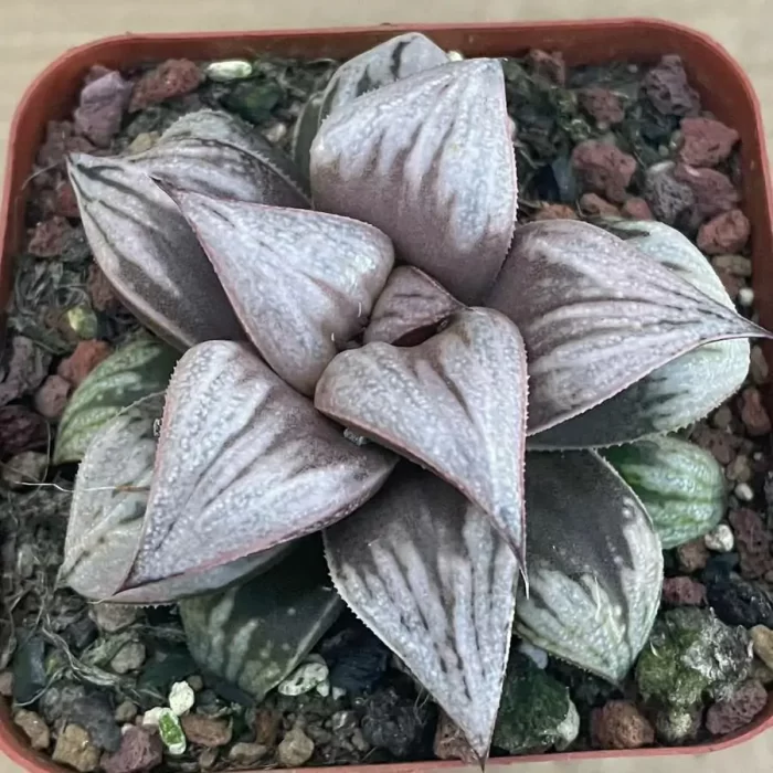 e201-19.webp Haworthia Imperial Concubine - Image 1