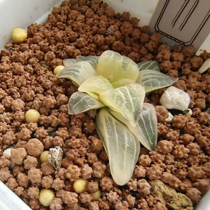 e201-191.webp Haworthia Emelyae Hongwen Variegated - Image 1