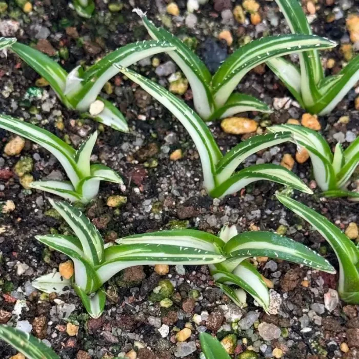 Agave Baozhu Mediopicta(Small) - Image 1