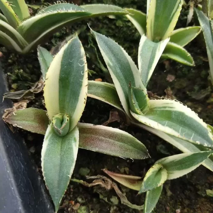 Agave Black Panther Marginata Variegated White - Image 1
