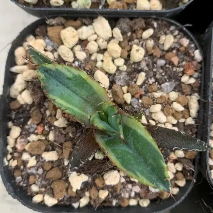 Agave Blue Whale Marginata Variegated Yellow - Image 1