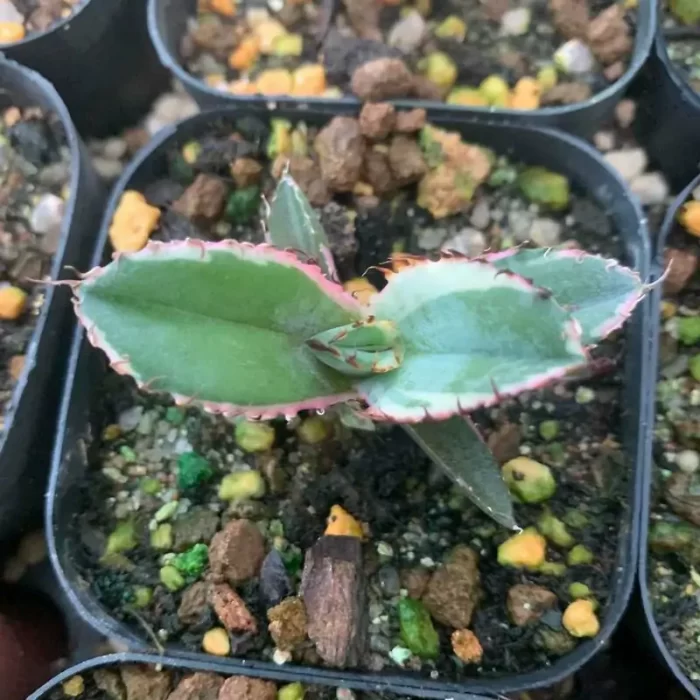 e201-195.webp Agave Blue Whale Marginata Variegated White - Image 1