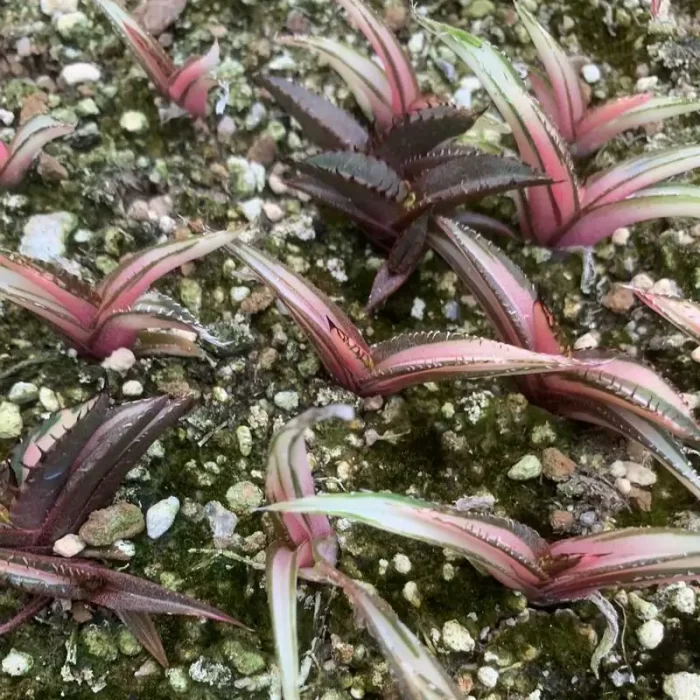 e201-196.webp Agave Black Flame Mediopicta Alba - Image 1