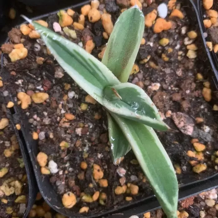 e201-197.webp Agave Titanota Sad Variegate - Image 1