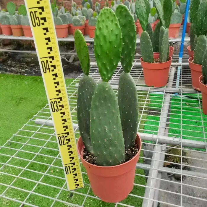 e201-2.webp Cactus-Opuntia Milpa Alta - Image 1