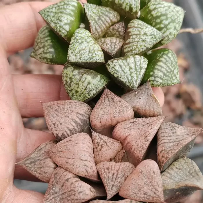 e201-20.webp Haworthia Taoyuanxiang - Image 1