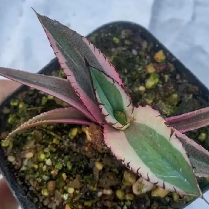 e201-200.webp Agave Black Fire Variegate White - Image 1