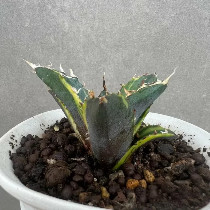 e201-201.webp Agave Titanota White Whale Variegate - Image 1