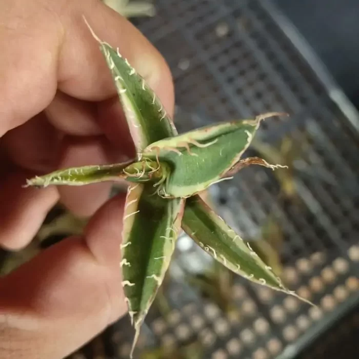 e201-202.webp Agave Titanota Caesar Variegate White - Image 1