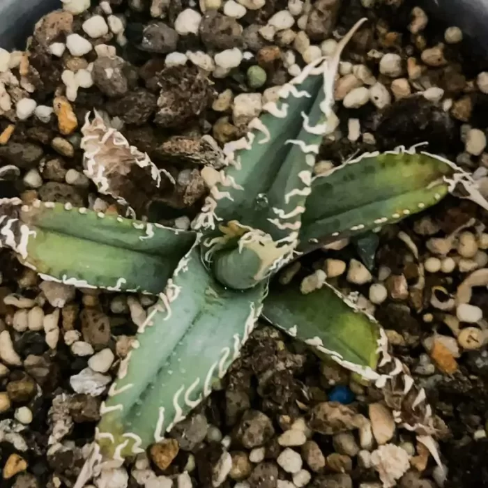 Agave White Ghost - Image 1