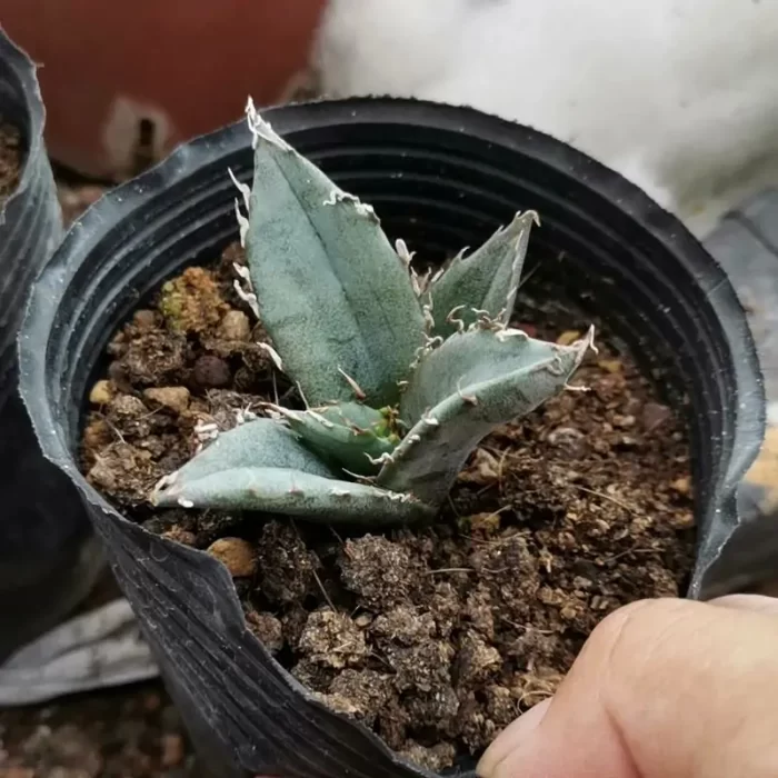 e201-204.webp Agave Titanota White Row - Image 1