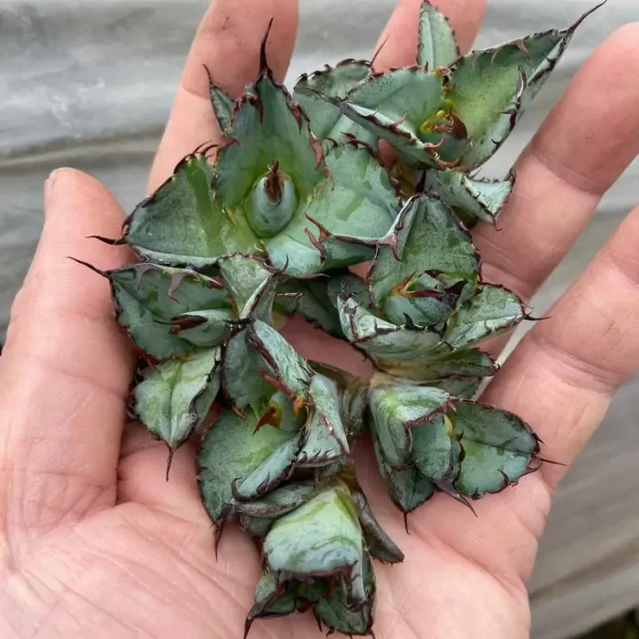 e201-205.webp Agave Titanota Blue Whale - Image 1