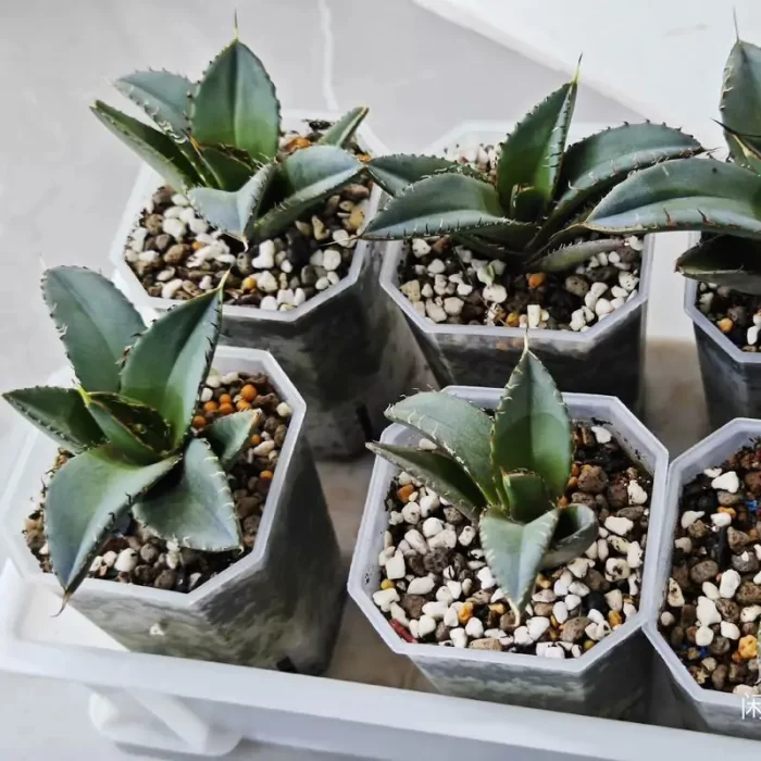 Agave Titanota Black Panther(Small size) - Image 1