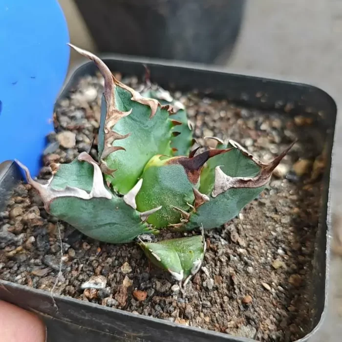 Agave Titanota Jiren (Small size) - Image 1