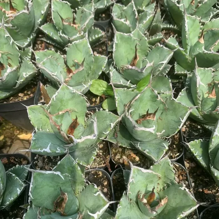 e201-208.webp Agave Titanota Asura (Small size) - Image 1