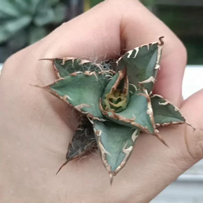 e201-209.webp Agave Titanota Caesar (Small size) - Image 1