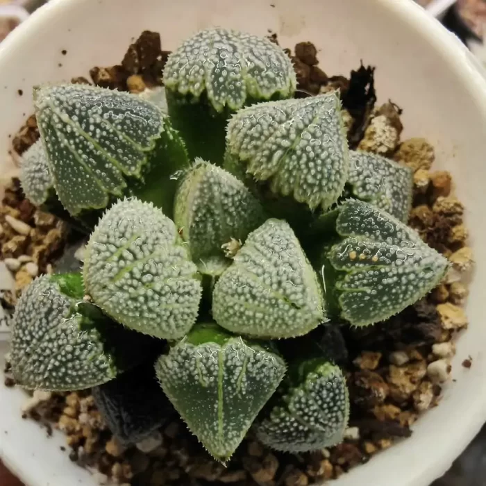 Haworthia Ehime - Image 1