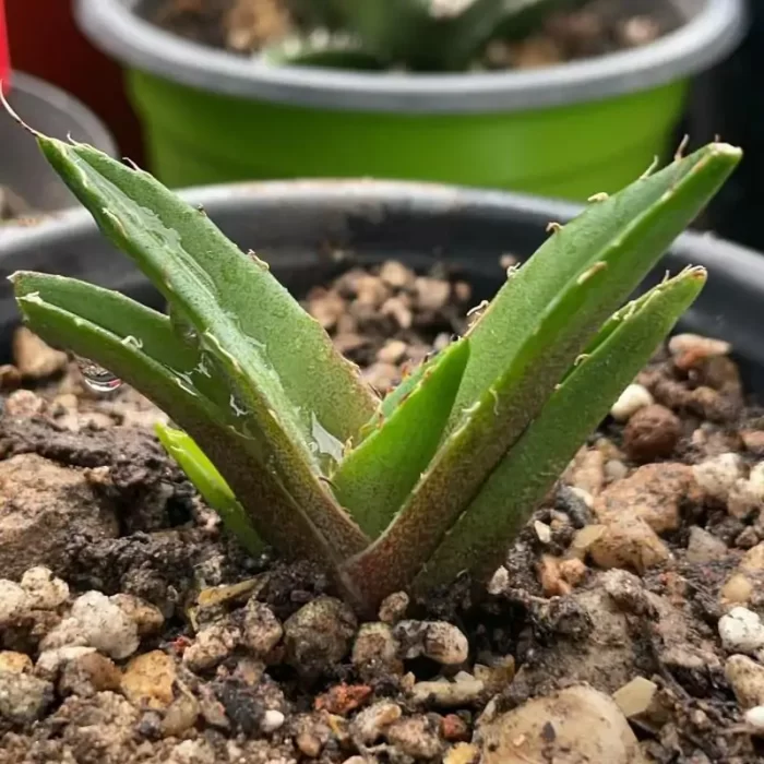 e201-211.webp Agave Titanota Brave Troops - Image 1